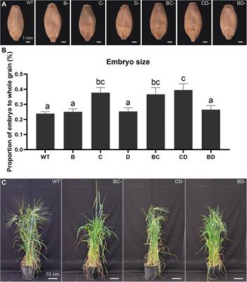 Proteome and Nutritional Shifts Observed in Hordein Double-Mutant Barley Lines